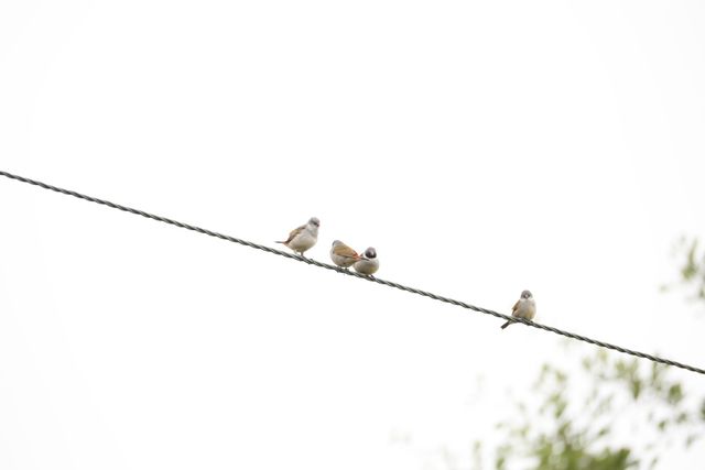 Four Swee Waxbills perched on an overhead wire